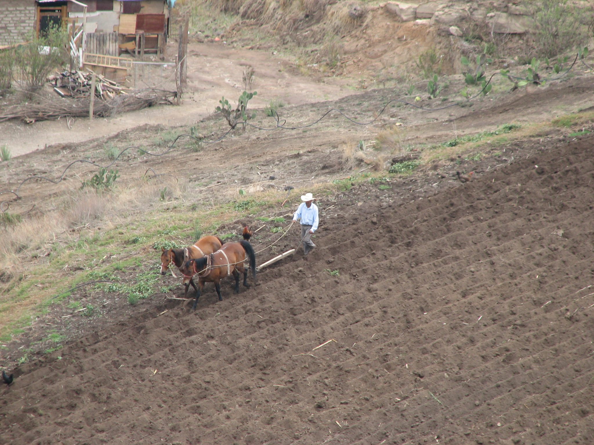 Mexico City Farmer