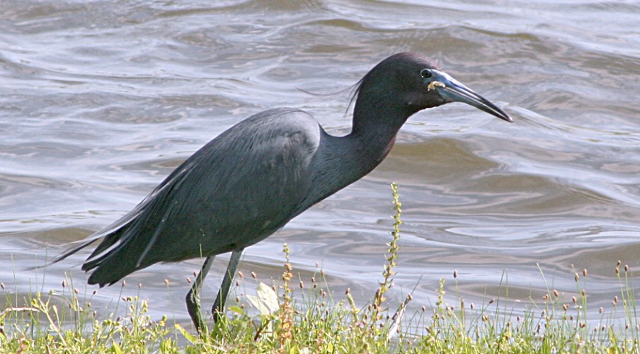 Bird with fish