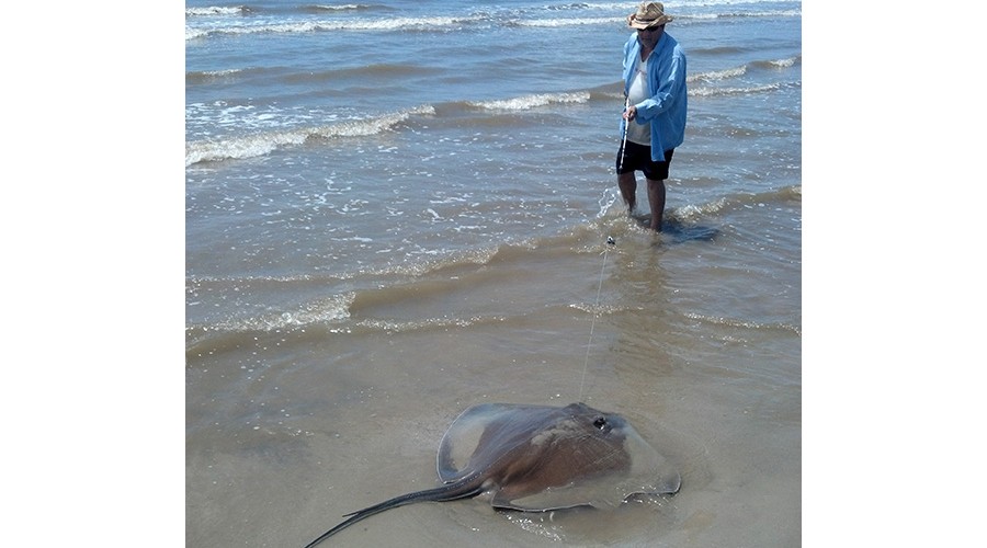 Stingray Caught at Surfside